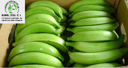 Banana  - AGROINDUSTRIAL KAROL LTDA